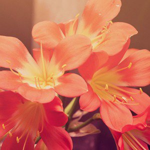 papers.co-mn74-flower-red-by-cas-cornelissen-1-wallpaper