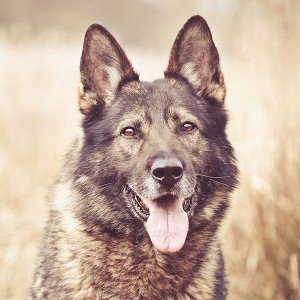 papers.co-mo05-my-shepherds-dog-smile-animal-nature-1-wallpaper
