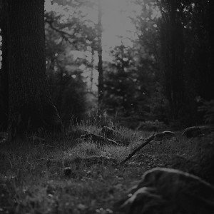 papers.co-mo53-forest-green-nature-tree-black-jonas-nilsson-lee-1-wallpaper
