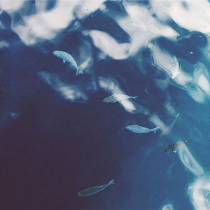papers.co-mo69-water-lake-fish-nature-blue-1-wallpaper