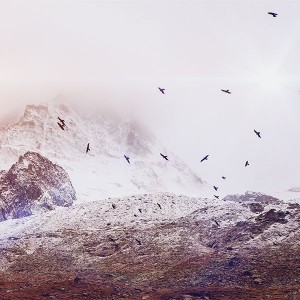papers.co-mo74-winter-mountain-bird-rene-reichelt-flare-nature-1-wallpaper
