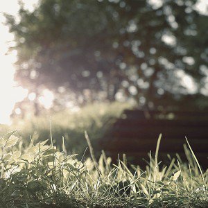 papers.co-mp36-gipsy-in-the-woods-flower-nature-bokeh-1-wallpaper