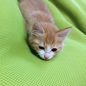 papers.co-mp44-nyangmi-cat-cute-animal-1-wallpaper