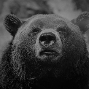 papers.co-mp75-bear-face-what-the-hell-nature-bw-dark-animal-1-wallpaper