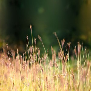 papers.co-mp86-reed-weed-flower-nature-green-1-wallpaper