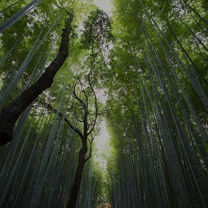 papers.co-mr94-tree-walk-street-nature-mountain-air-1-wallpaper