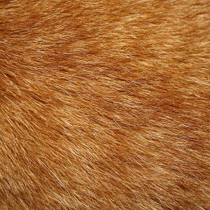 papers.co-vd14-golden-dog-fur-pattern-1-wallpaper