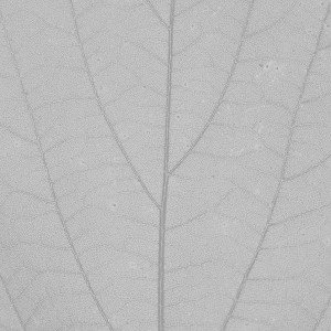 papers.co-vh99-white-leaf-texture-nature-pattern-1-wallpaper